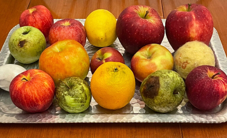 Begin With Election 2020 SC Safe Elections begin-with-election-2020-sc-safe-elections